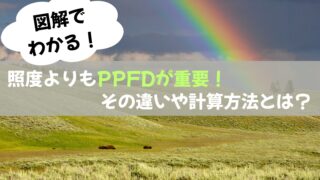 多肉植物は照度(ルクス)よりもPPFDが重要!その違いや計算方法を徹底解説!【初心者向け・光の当て方】