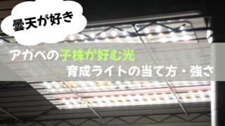 アガベの子株は弱光が好き!育成ライトの当て方/強さを徹底解説!【初心者向け・室内育成編】